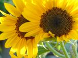 twin sunflowers