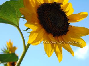 sunflower sky